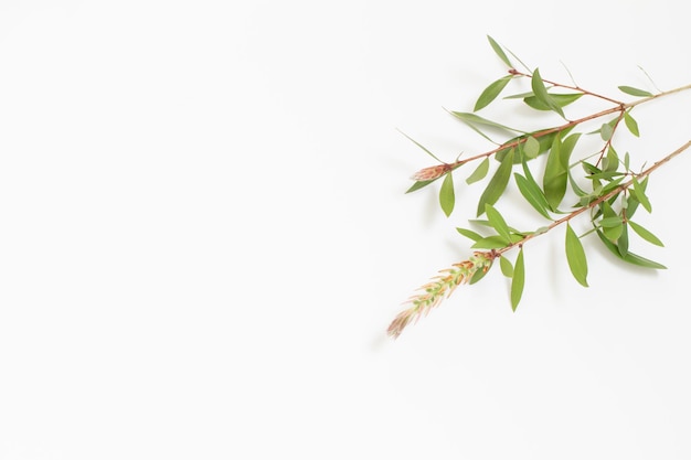 branches with green leaves on white background