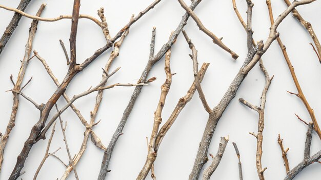 branches with no leaves and branches such as branches are lined up on a white background