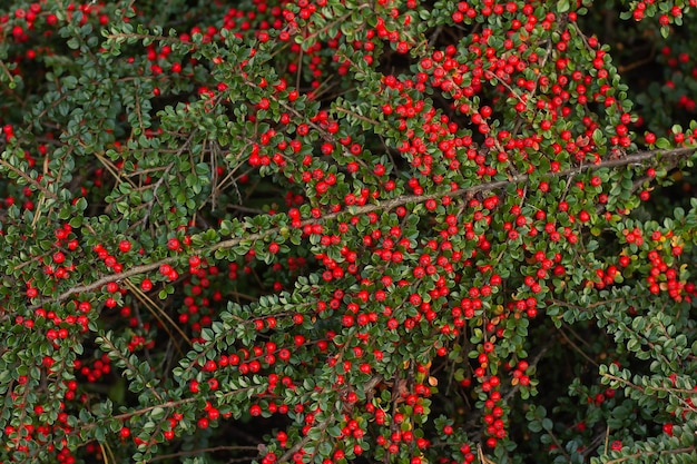 Branches with ripe red berries of the horizontal dogwood