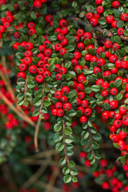 Branches with ripe red berries of the horizontal dogwood