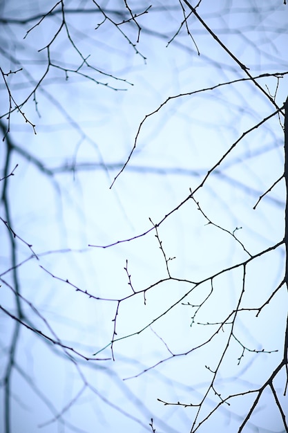 branches without leaves evening autumn, abstract seasonal background sadness