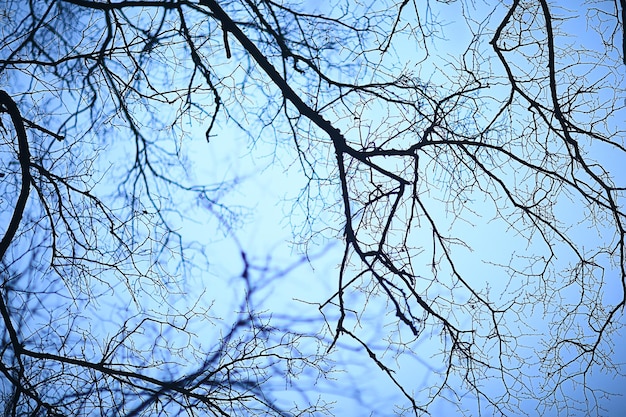 branches without leaves evening autumn, abstract seasonal background sadness