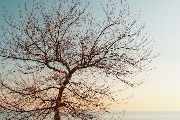 Branches without leaves of a graceful tree against the background of a blue sunset sky