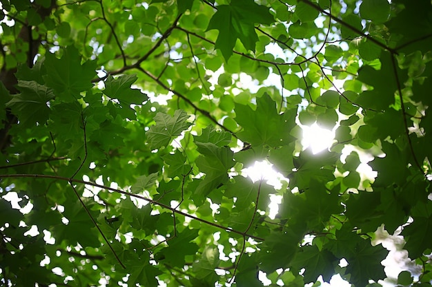 branches of young green leaves and buds, seasonal background, april march landscape in the forest