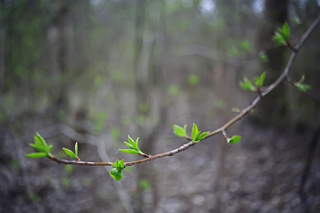 branches of young green leaves and buds, seasonal background, april march landscape in the forest