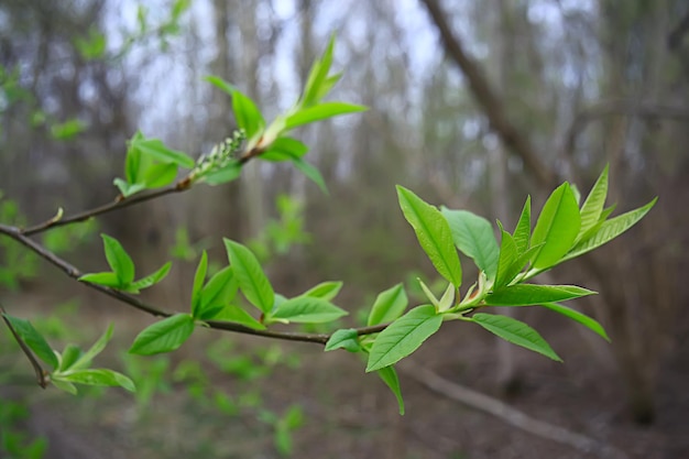 branches of young green leaves and buds, seasonal background, april march landscape in the forest