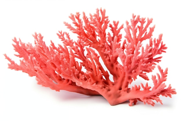 Branching Corals Isolated on White Background Generative AI