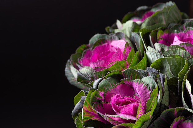 Brassica decorative cabbage for floristry on a dark background