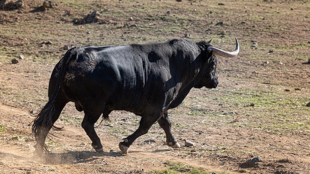 Brave bull or lidea bull in the field