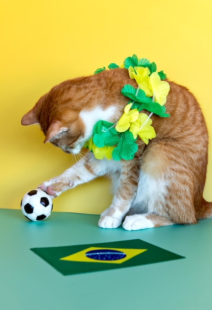 Brazil's Fan Cat Yellow cat next to the Brazilian flag