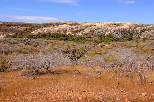 Brazilian biome caatinga em Pedra Lavrada Paraiba Brazil on May 28 2008