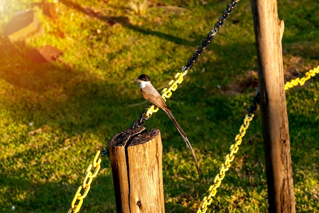 Brazilian bird Southern Forktailed Flycatcher on an iron chain Tyrannus savana