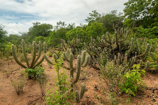 Brazilian caatinga biome in the rainy season Cactus and flowers in Cabaceiras Paraiba Brazil