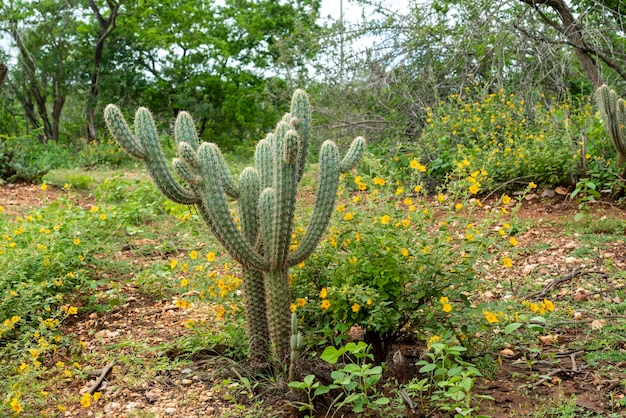 Brazilian caatinga biome in the rainy season Cactus and flowers in Cabaceiras Paraiba Brazil