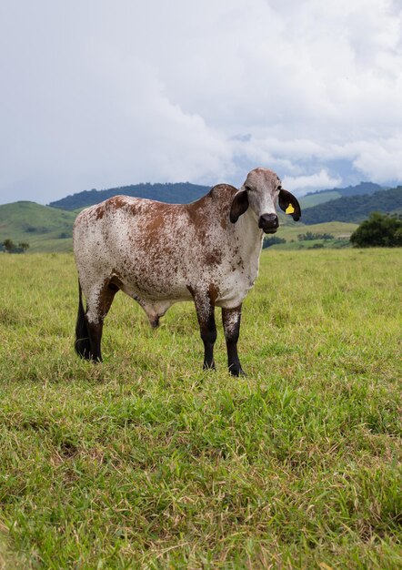 Brazilian cows on a pasture