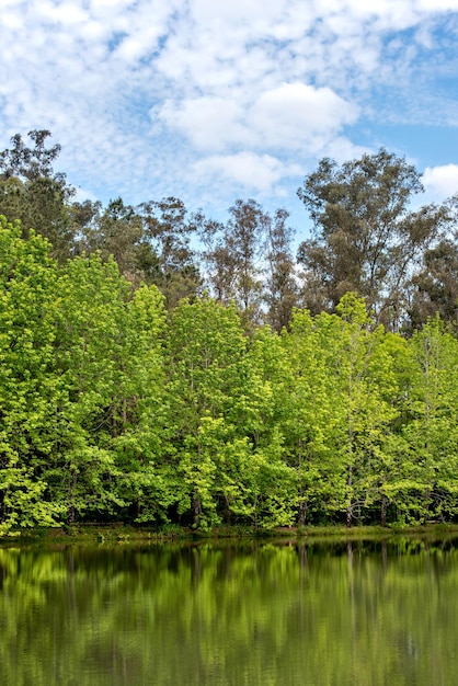 Brazilian forest with green lake and blue sky Witeck park in Brazil