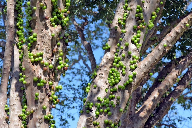 Brazilian grapetree or jabuticabeira with unripe fruits