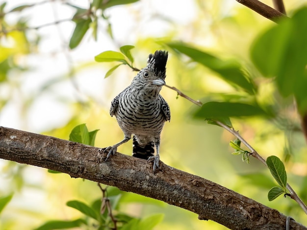 Brazilian Male Barred Antshrike of the species Thamnophilus doliatus ssp. difficilis