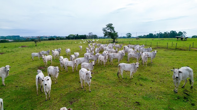 Brazilian Nellore cattle on a farm. Aerial view