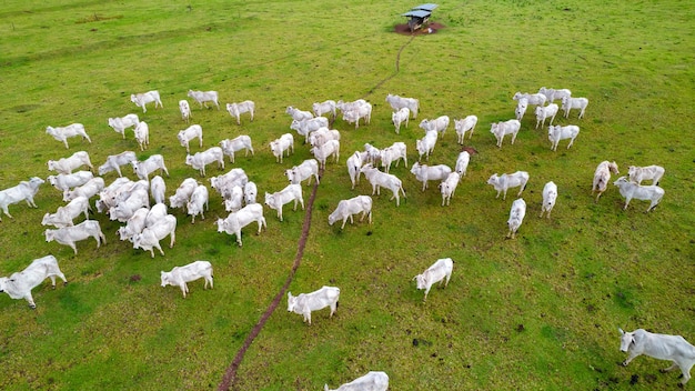 Brazilian Nellore cattle on a farm. Aerial view