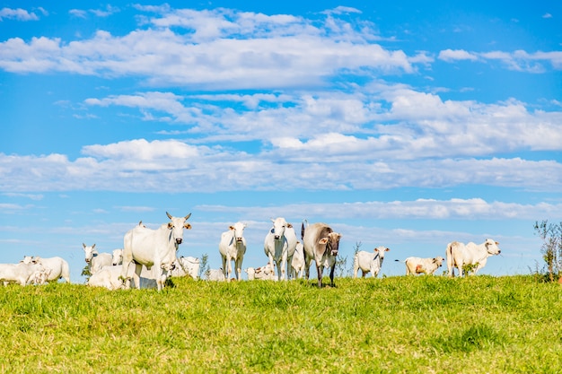 Brazilian nelore catle on pasture