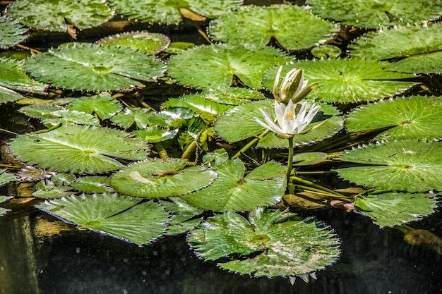 Brazilian outdoor plants