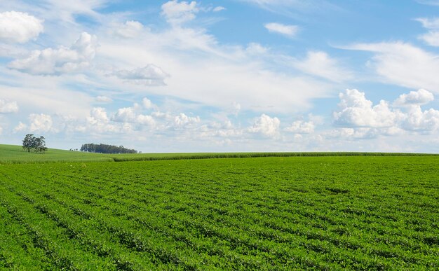 Brazilian soy plantation on sunny day