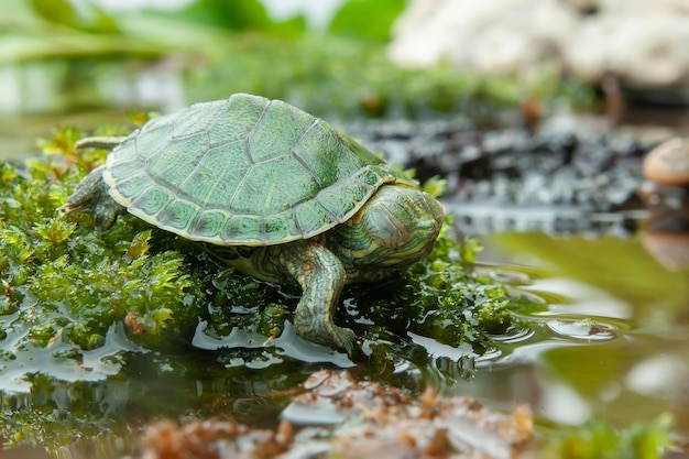 Brazilian turtle or blackbellied slider or Trachemys dorbigni