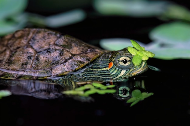 Brazilian turtle closeup on reflection Brazilian turtle closeup on water