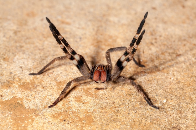 Brazilian wandering spider