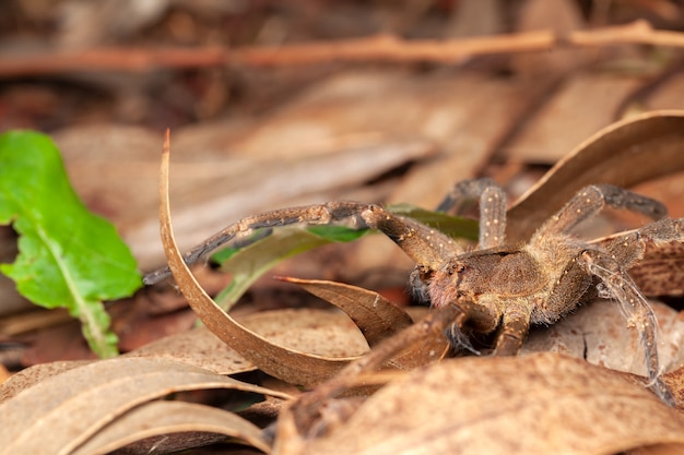 Brazilian wandering spider