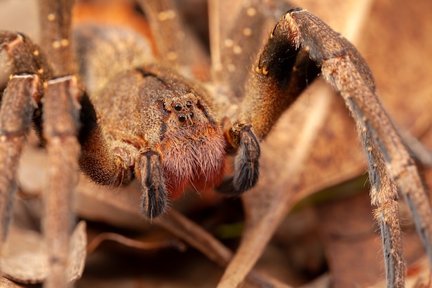 Brazilian wandering spider