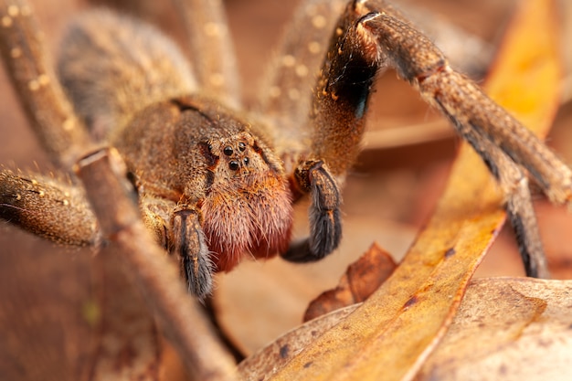 Brazilian wandering spider