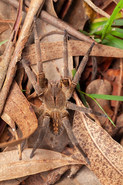 Brazilian wandering spider