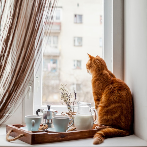 Breakfast tray with a cat