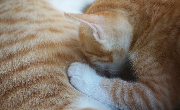 breastfeeding little kitten