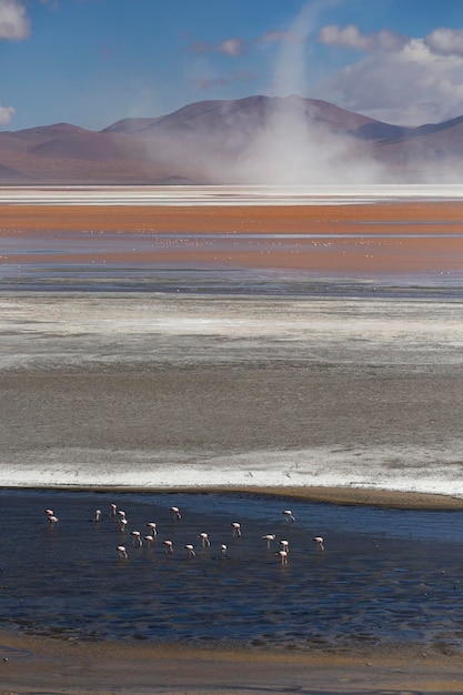 Breathtaking scenery of Lagoon Colorada with pink flamingos at Bolivian Altiplano, Potosi, Bolivia