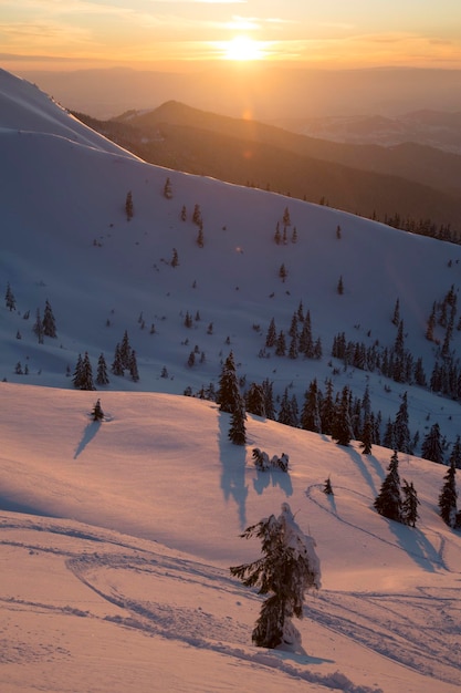 Breathtaking snowy landscape and Christmas trees on a frosty sunny day