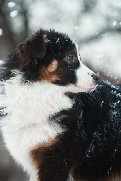 Breed dog Australian Shepherd aussi