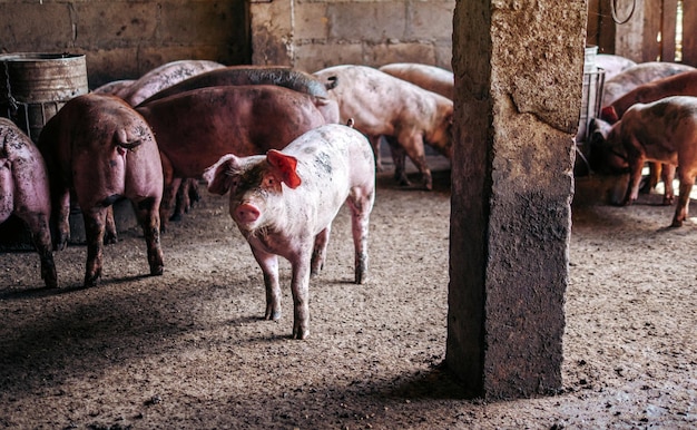 Breeder pig with dirty body Closeup of Pig's body Big pig on a farm in a pigsty young big domestic