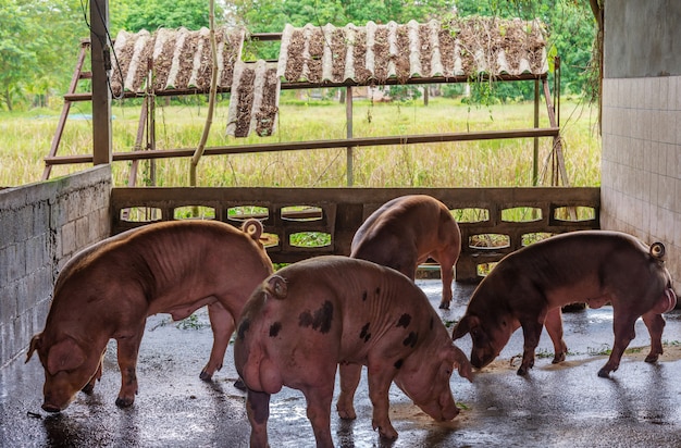 Breeder pink pigs on a farm