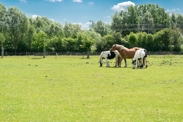 Breeding and animals concept: view of three horses on a farm pasture.