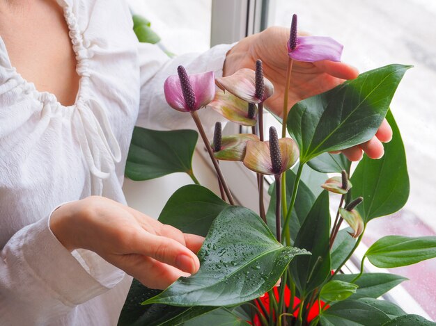 The breeding of indoor plants. Female gardener keeps anthurium flower.