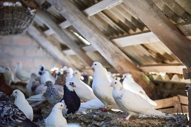 Breeding purebred pigeons at private yard Warm house for birds Hobby for the soul Diet meat Naturecore rural pastoral life concept Copy space High quality photo