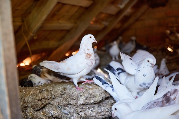 Breeding purebred pigeons at private yard Warm house for birds Hobby for the soul Diet meat Naturecore rural pastoral life concept Copy space High quality photo