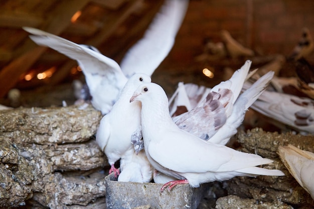 Breeding purebred pigeons at private yard Warm house for birds Hobby for the soul Naturecore rural pastoral life concept Copy space High quality photo