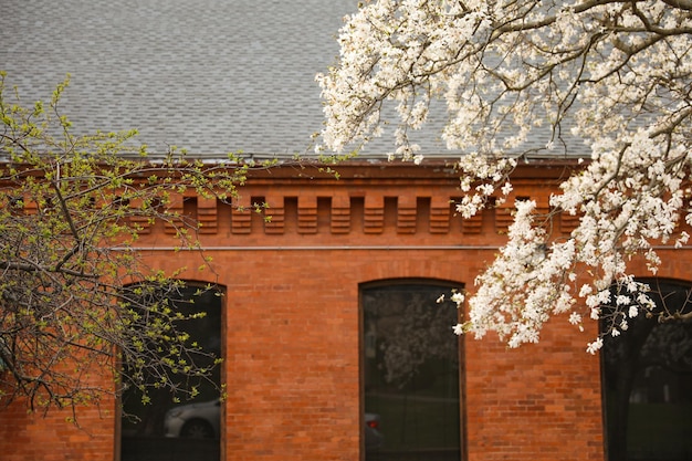 A brick building with a tree in front of it with white flowers