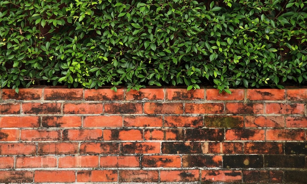 Brick and green tree background