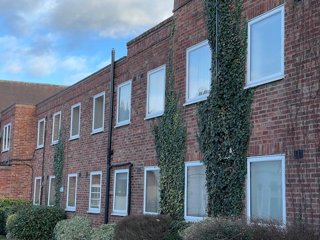 Brick residential building with wild ivy growing on the walls