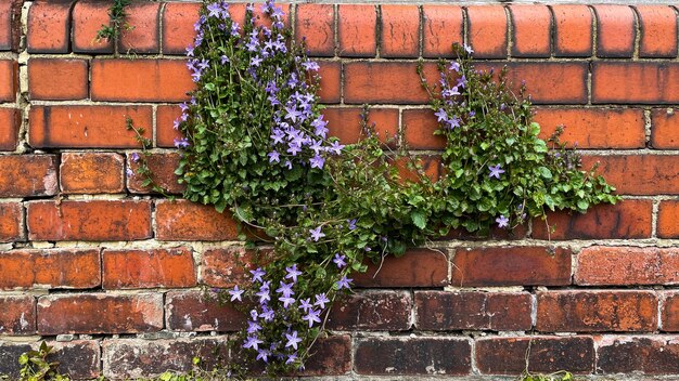 Brick wall flowers background